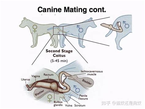 Understanding the Dogs Knot: An In